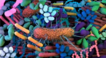 microbiota intestinale